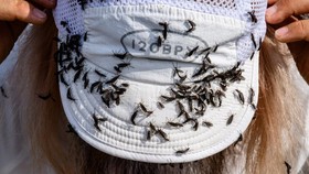 FOTO: Jutaan Serangga Lovebugs Serbu Korsel